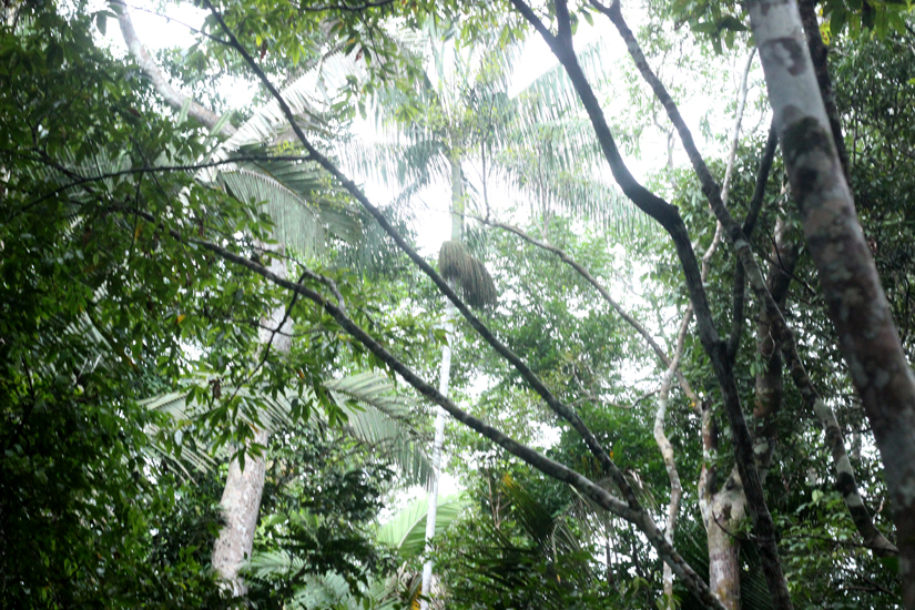 Amazon Jungle - Brasil
