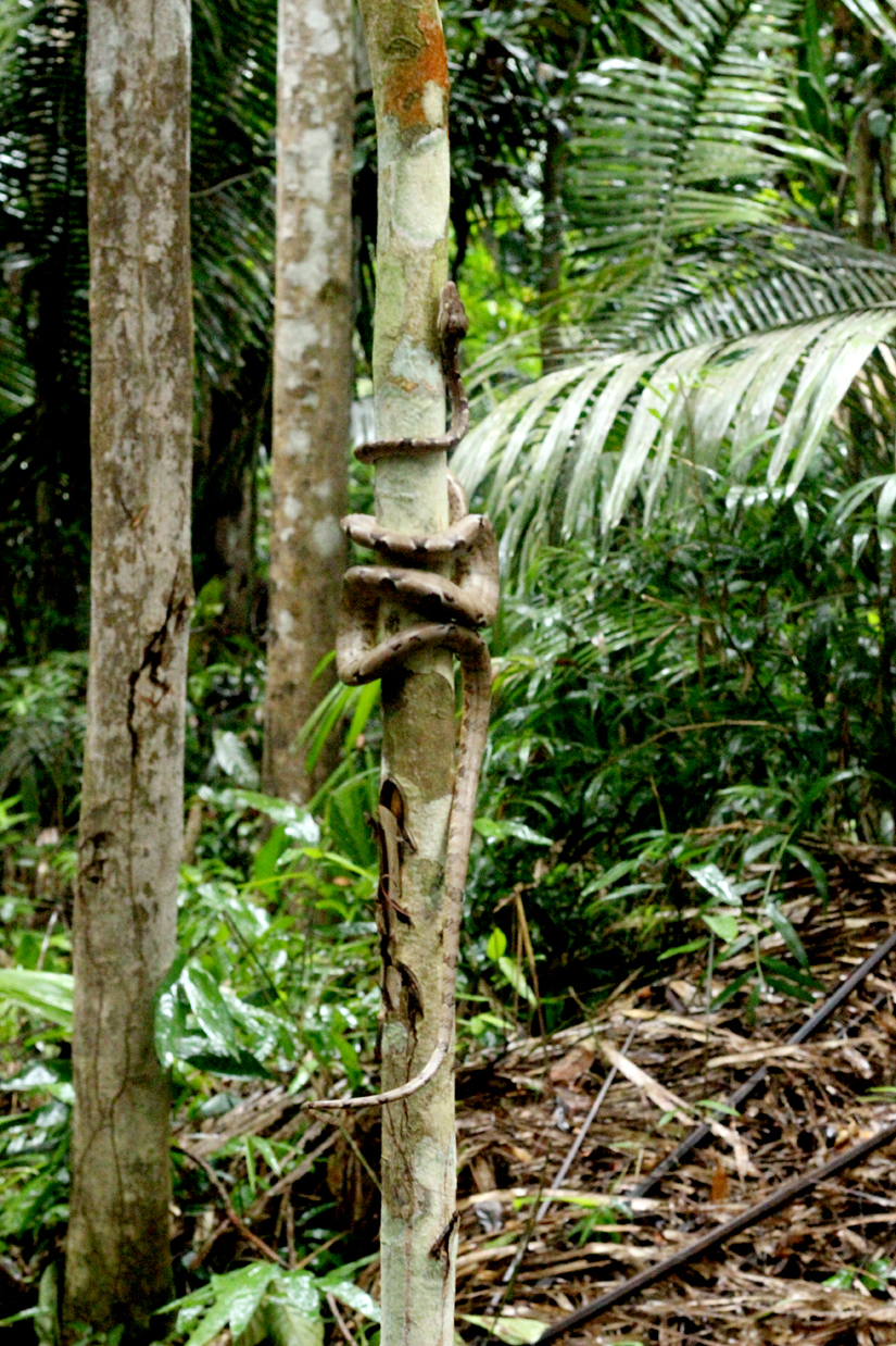 Amazon Jungle - Brasil